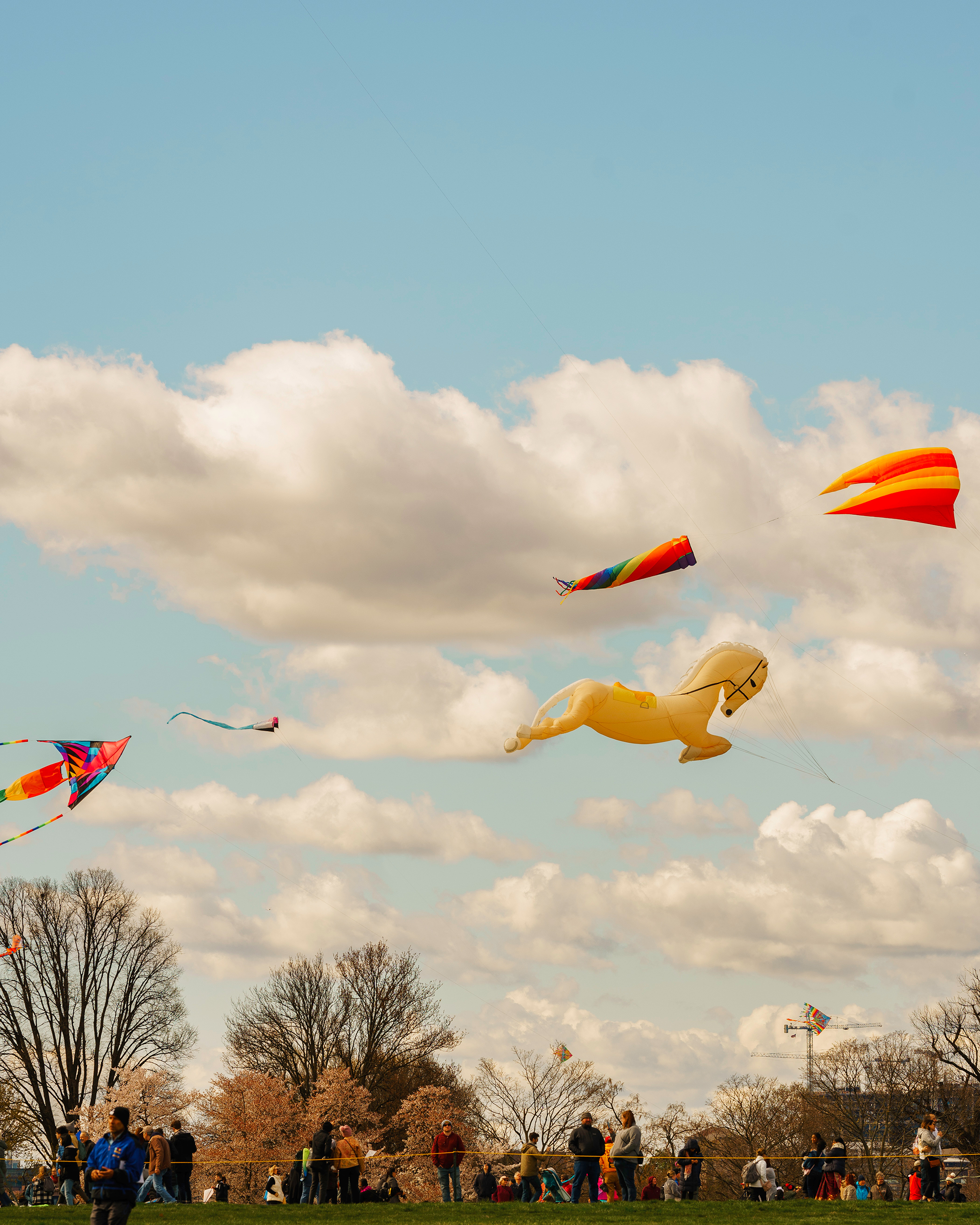 Kite Festival